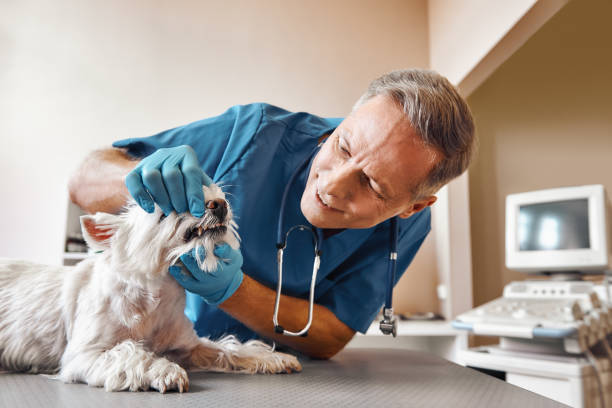 Best Emergency Dentist for Special Needs Patients in Glespie, IL